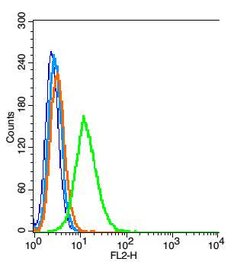 CD47/MER6 Rabbit anti-Human, Polyclonal, Bioss 100 &mu;L; Unconjugated:Antibodies,