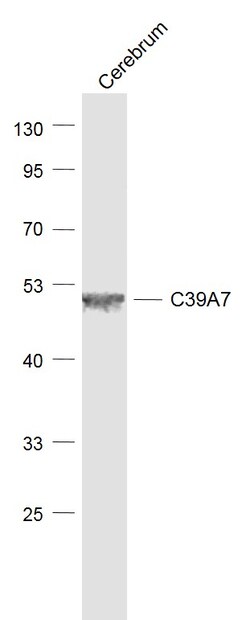 SLC39A7 Rabbit anti-Human, Polyclonal, Bioss 100 &mu;L; Unconjugated:Antibodies,