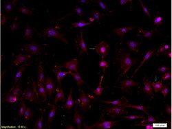 DLK1 Rabbit anti-Human, Polyclonal, Bioss 100 &mu;L; Unconjugated:Antibodies,