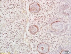 DLK1 Rabbit anti-Human, Polyclonal, Bioss 100 &mu;L; Unconjugated:Antibodies,