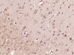 Apelin Rabbit anti-Human, Polyclonal, Bioss 100 &mu;L; Unconjugated:Antibodies,