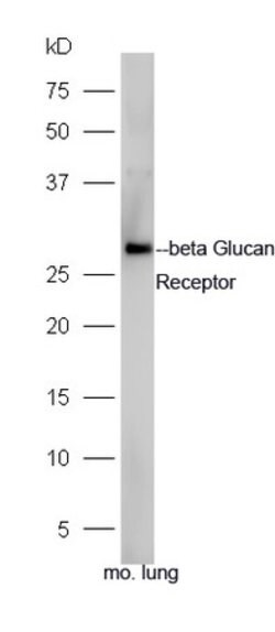 beta Glucan Receptor Rabbit anti-Human, Polyclonal, Bioss 100 &mu;L; Unconjugated:Antibodies,