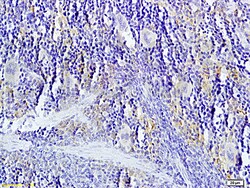 TNFSF14 Rabbit anti-Human, Polyclonal, Bioss 100 &mu;L; Unconjugated:Antibodies,