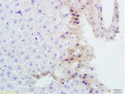 TNFSF14 Rabbit anti-Human, Polyclonal, Bioss 100 &mu;L; Unconjugated:Antibodies,