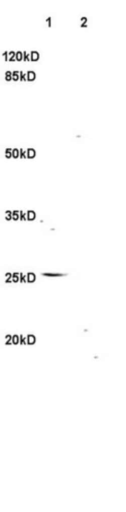 TNFSF14 Rabbit anti-Human, Polyclonal, Bioss 100 &mu;L; Unconjugated:Antibodies,