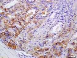 PERK Rabbit anti-Human, Polyclonal, Bioss 100 &mu;L; Unconjugated:Antibodies,