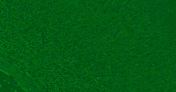 MBP Polyclonal Antibody, Bioss 100 &mu;L; Unconjugated:Antibodies, Polyclonal