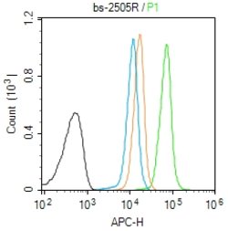 Phospho-PRKCB (Thr500) Rabbit anti-Human, Polyclonal, Bioss 100 &mu;L | Buy Online | Bioss | Fisher Scientific