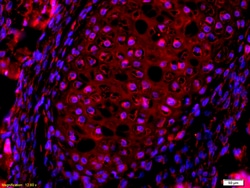 AQP7 Rabbit anti-Human, Polyclonal, Bioss 100 &mu;L; Unconjugated:Antibodies,