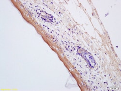 AQP7 Rabbit anti-Human, Polyclonal, Bioss 100 &mu;L; Unconjugated:Antibodies,