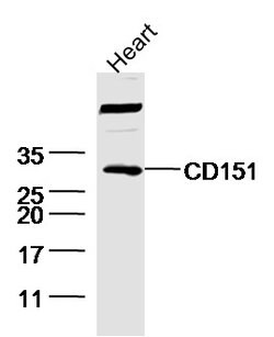 CD151 Rabbit anti-Human, Polyclonal, Bioss 100 &mu;L; Unconjugated:Antibodies,