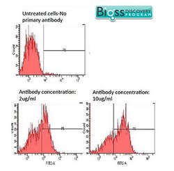 GLUT12 Rabbit anti-Human, Polyclonal, Bioss 100 &mu;L; Unconjugated:Antibodies,