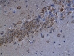 CXCL9/MIG Rabbit anti-Human, Polyclonal, Bioss 100 &mu;L | Buy Online | Bioss | Fisher Scientific