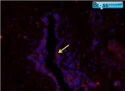 CXCL13/BCA1 Rabbit anti-Human, Polyclonal, Bioss 100 &mu;L; Unconjugated:Antibodies,