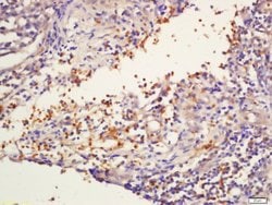 NKG5 Rabbit anti-Human, Polyclonal, Bioss 100 &mu;L; Unconjugated:Antibodies,