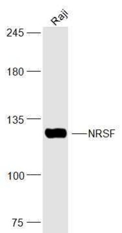 NRSF/REST Rabbit anti-Human, Polyclonal, Bioss 100 &mu;L; Unconjugated:Antibodies,
