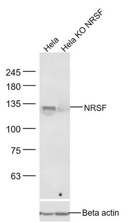 NRSF/REST Rabbit anti-Human, Polyclonal, Bioss 100 &mu;L; Unconjugated:Antibodies,
