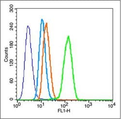 Caspase 3 Rabbit anti-Human, Polyclonal, Bioss 100 &mu;L; Unconjugated:Antibodies,