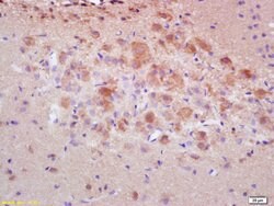 Caspase 3 Rabbit anti-Human, Polyclonal, Bioss 100 &mu;L; Unconjugated:Antibodies,