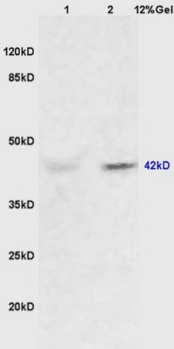 ERK1 + 2 Rabbit anti-Human Mouse Rat, Polyclonal, Bioss 100 &mu;L; Unconjugated:Antibodies,