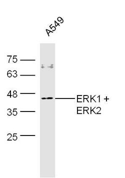 ERK1 + 2 Rabbit anti-Human Mouse Rat, Polyclonal, Bioss 100 &mu;L; Unconjugated:Antibodies,
