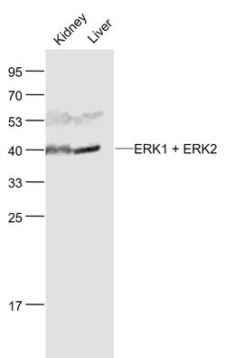 ERK1 + 2 Rabbit anti-Human Mouse Rat, Polyclonal, Bioss 100 &mu;L; Unconjugated:Antibodies,