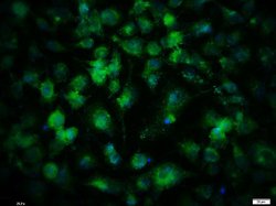 SPHK2 Rabbit anti-Human, Polyclonal, Bioss 100 &mu;L; Unconjugated:Antibodies,
