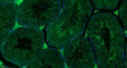 SPHK2 Rabbit anti-Human, Polyclonal, Bioss 100 &mu;L; Unconjugated:Antibodies,