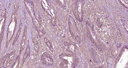 C5b-9 Rabbit anti-Human, Polyclonal, Bioss 100 &mu;L; Unconjugated:Antibodies,
