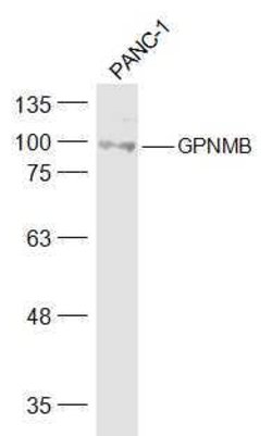 GPNMB Rabbit anti-Human, Polyclonal, Bioss 100 &mu;L; Unconjugated:Antibodies,