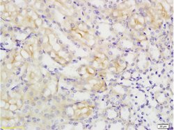 MCT4 Rabbit anti-Human, Polyclonal, Bioss 100 &mu;L; Unconjugated:Antibodies,