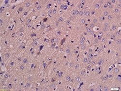 MCT4 Rabbit anti-Human, Polyclonal, Bioss 100 &mu;L; Unconjugated:Antibodies,