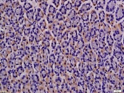 MCT4 Rabbit anti-Human, Polyclonal, Bioss 100 &mu;L; Unconjugated:Antibodies,