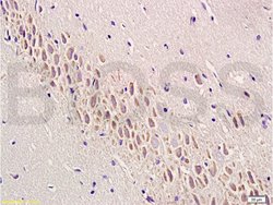Semaphorin 7A Rabbit anti-Human, Polyclonal, Bioss 100 &mu;L; Unconjugated:Antibodies,