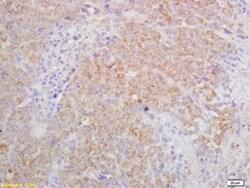 IL-27RA Rabbit anti-Human, Polyclonal, Bioss 100 &mu;L; Unconjugated:Antibodies,