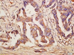 TLR6 Rabbit anti-Human, Polyclonal, Bioss 100 &mu;L; Unconjugated:Antibodies,