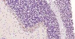 Bcr Rabbit anti-Human, Polyclonal, Bioss 100 &mu;L; Unconjugated:Antibodies,