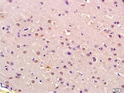 P105 RB Rabbit anti-Human, Polyclonal, Bioss 100 &mu;L; Unconjugated:Antibodies,