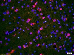 CACNA1G Rabbit anti-Human, Polyclonal, Bioss 100 &mu;L; Unconjugated:Antibodies,