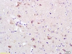 CACNA1G Rabbit anti-Human, Polyclonal, Bioss 100 &mu;L; Unconjugated:Antibodies,