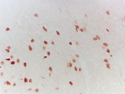 LMP2 Rabbit anti-Human, Polyclonal, Bioss 100 &mu;L; Unconjugated:Antibodies,