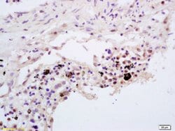 TNFAIP3 Rabbit anti-Human, Polyclonal, Bioss 100 &mu;L; Unconjugated:Antibodies,