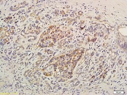 LPA3 Rabbit anti-Human, Polyclonal, Bioss 100 &mu;L; Unconjugated:Antibodies,