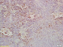 Gab2 Rabbit anti-Human, Polyclonal, Bioss 100 &mu;L; Unconjugated:Antibodies,