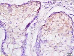 JNK1/2 Rabbit anti-Human, Polyclonal, Bioss 100 &mu;L; Unconjugated:Antibodies,