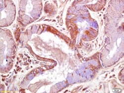 JNK1/2 Rabbit anti-Human, Polyclonal, Bioss 100 &mu;L; Unconjugated:Antibodies,