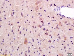 JNK1/2 Rabbit anti-Human, Polyclonal, Bioss 100 &mu;L; Unconjugated:Antibodies,