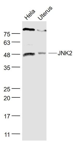 JNK1/2 Rabbit anti-Human, Polyclonal, Bioss 100 &mu;L; Unconjugated:Antibodies,
