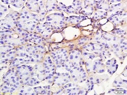 RAP1GAP Rabbit anti-Human, Polyclonal, Bioss 100 &mu;L; Unconjugated:Antibodies,