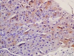Frizzled 5/8 Rabbit anti-Human, Polyclonal, Bioss 100 &mu;L; Unconjugated:Antibodies,